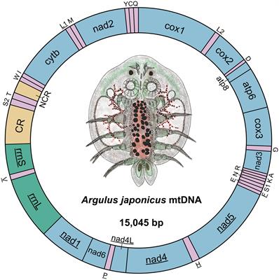 Complete Mitogenome sequencing of the fish louse Argulus japonicus (Crustacea: Branchiura): Comparative analyses and phylogenetic implications